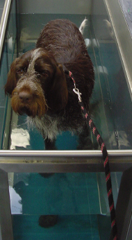 hond in aquatrainer
