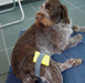 Chaske wordt behandelt met lasertherapie