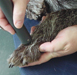 Chaske's voet wordt behandelt met de laserpen