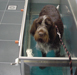 Hydrotherapie in de aquatrainer